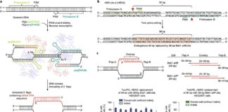 Nuevo sistema de edición, Twin Prime (twinPE), inserta genes completos en células humanas Edición de genes Twin Prime (twinPE)