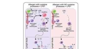 Cómo LPS previene o promueve el desarrollo de asma y enfermedades alérgicas Cómo el LPS previene o promueve el desarrollo de asma y enfermedades alérgicas