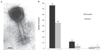 Usan bacteriófagos para tratar con éxito a una paciente infectada con una bacteria resistente a los medicamentos Bacteriófagos: Micrografía electrónica de transmisión que muestra una cabeza icosaédrica (120 × 120 nm) y una cola contráctil (150 × 22 nm)