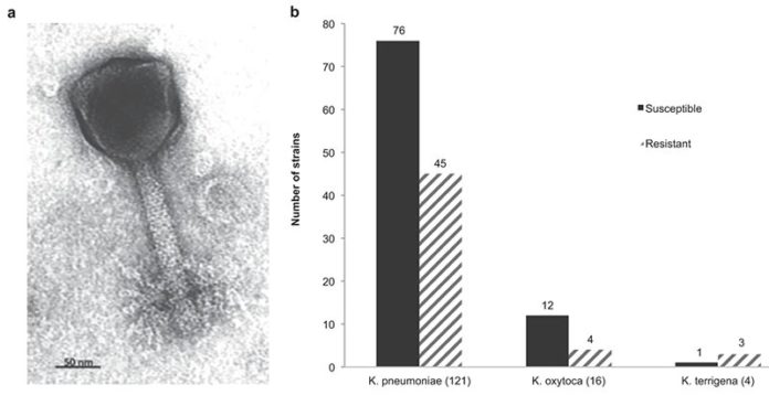 Bacteriófagos: Micrografía electrónica de transmisión que muestra una cabeza icosaédrica (120 × 120 nm) y una cola contráctil (150 × 22 nm)