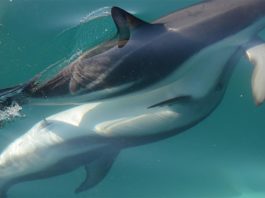 Las hembras de delfines tienen clítoris funcional, según sugiere la evidencia anatómica Esta fotografía muestra delfines en plena excitación sexual