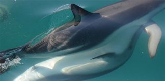 Las hembras de delfines tienen clítoris funcional, según sugiere la evidencia anatómica Esta fotografía muestra delfines en plena excitación sexual