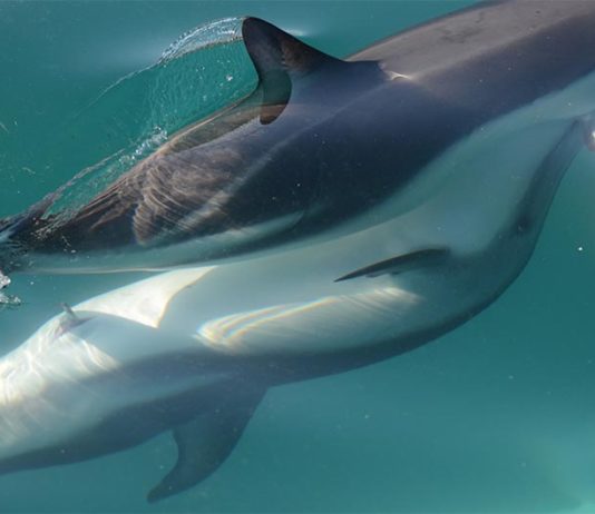Las hembras de delfines tienen clítoris funcional, según sugiere la evidencia anatómica Esta fotografía muestra delfines en plena excitación sexual