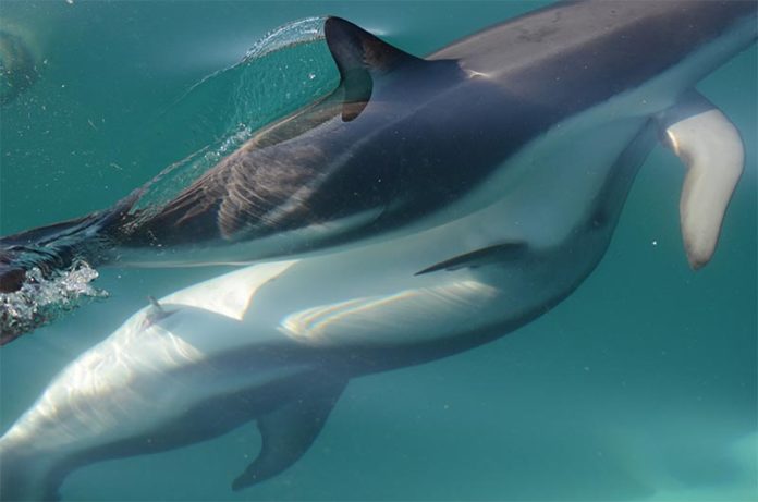Esta fotografía muestra delfines en plena excitación sexual