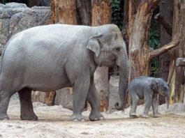 El haz de nervios en la trompa de un elefante es una de las estructuras más grandes conocidas de su tipo Elefante y su cría