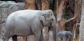 El haz de nervios en la trompa de un elefante es una de las estructuras más grandes conocidas de su tipo Elefante y su cría