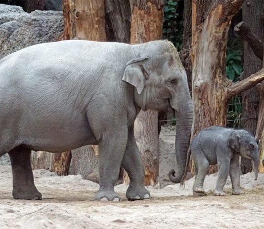 El haz de nervios en la trompa de un elefante es una de las estructuras más grandes conocidas de su tipo Elefante y su cría