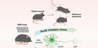El circuito neuronal mSTN-CRH-LGP regula el sueño REM y los comportamientos defensivos
