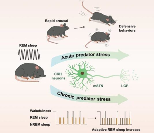 El sueño REM ayuda a proteger contra el ataque de depredadores y podría ser diana en la lucha contra el estrés El circuito neuronal mSTN-CRH-LGP regula el sueño REM y los comportamientos defensivos