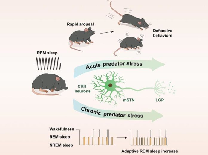 El circuito neuronal mSTN-CRH-LGP regula el sueño REM y los comportamientos defensivos