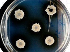 Desvelados los secretos de las biopelículas bacterianas Cuando las bacterias se unen para formar comunidades, pueden construir estructuras complejas, las biopelículas