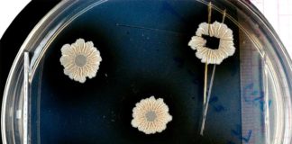 Desvelados los secretos de las biopelículas bacterianas Cuando las bacterias se unen para formar comunidades, pueden construir estructuras complejas, las biopelículas