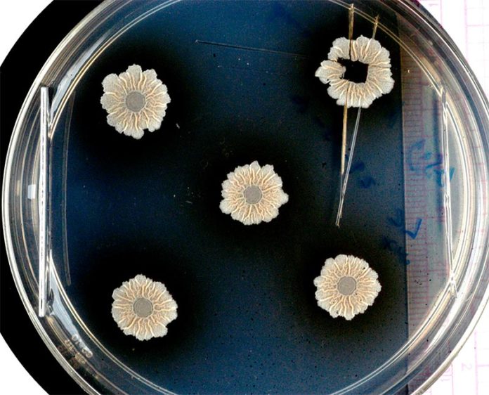 Cuando las bacterias se unen para formar comunidades, pueden construir estructuras complejas, las biopelículas Cuando las bacterias se unen para formar comunidades, pueden construir estructuras complejas, las biopelículas