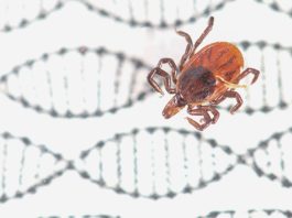 La edición de genes es ahora posible en garrapatas con CRISPR-Cas9 Fotografía de un ejemplar de estas garrapatas de patas negras, Ixodes scapularis