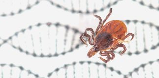 La edición de genes es ahora posible en garrapatas con CRISPR-Cas9 Fotografía de un ejemplar de estas garrapatas de patas negras, Ixodes scapularis