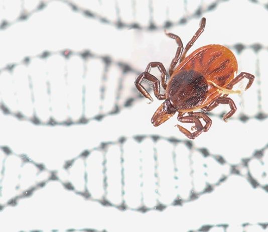 La edición de genes es ahora posible en garrapatas con CRISPR-Cas9 Fotografía de un ejemplar de estas garrapatas de patas negras, Ixodes scapularis