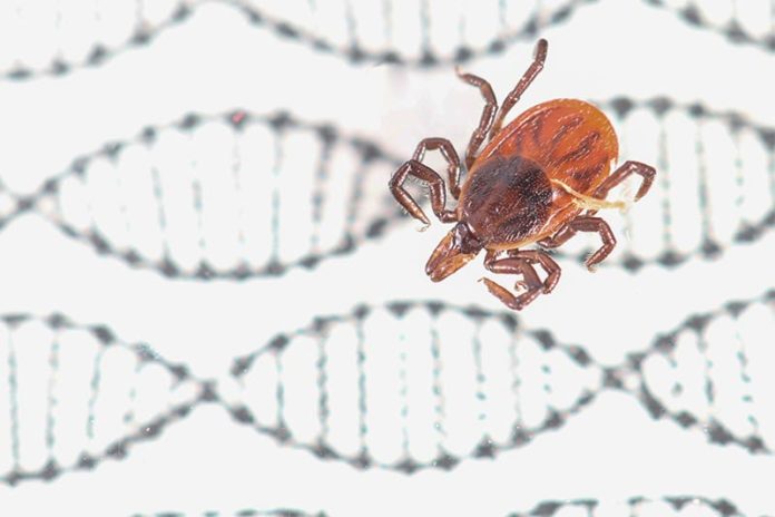 Fotografía de un ejemplar de estas garrapatas de patas negras, Ixodes scapularis