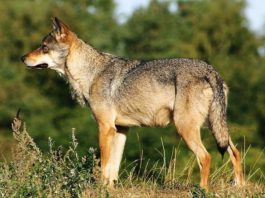 Efectos genómicos de la consanguinidad en lobos grises escandinavos Lobos. Lobo gris escandinavo (Canis lupus)