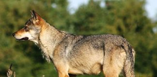Efectos genómicos de la consanguinidad en lobos grises escandinavos Lobos. Lobo gris escandinavo (Canis lupus)