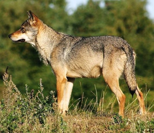 Efectos genómicos de la consanguinidad en lobos grises escandinavos Lobos. Lobo gris escandinavo (Canis lupus)