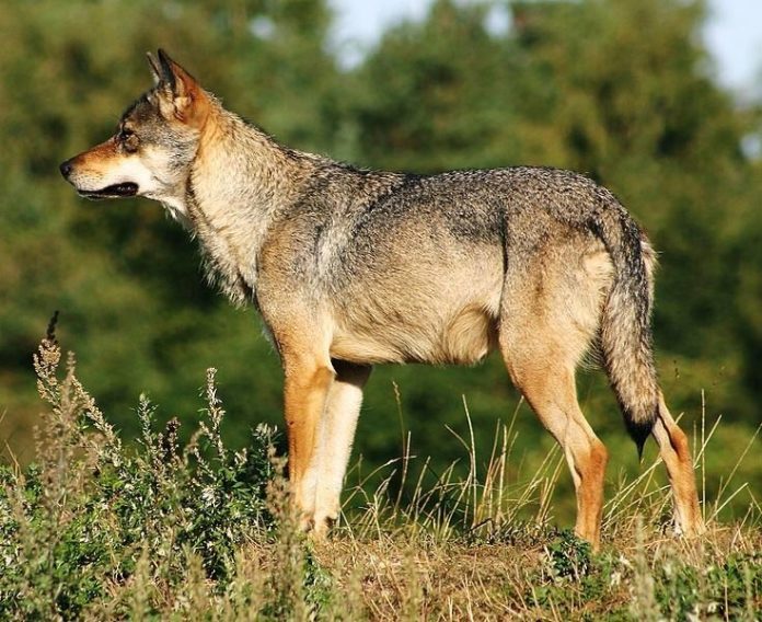 Lobos. Lobo gris escandinavo (Canis lupus)
