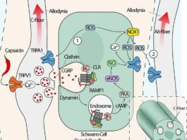 Estudio revela cómo se generan y bloquean las señales de dolor de la migraña Migraña: Una ilustración de la vía de señalización del dolor provocada por CGRP
