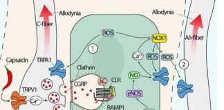 Estudio revela cómo se generan y bloquean las señales de dolor de la migraña Migraña: Una ilustración de la vía de señalización del dolor provocada por CGRP
