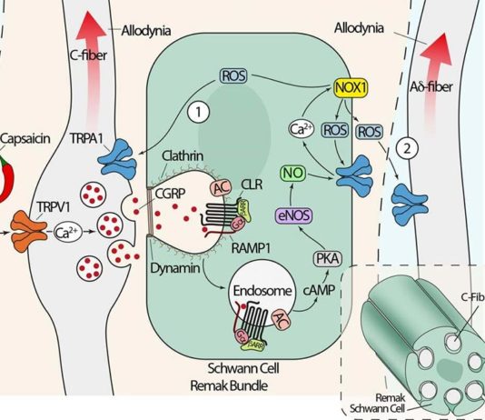 Estudio revela cómo se generan y bloquean las señales de dolor de la migraña Migraña: Una ilustración de la vía de señalización del dolor provocada por CGRP