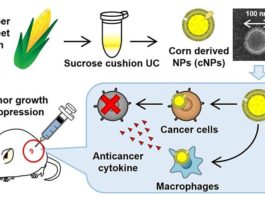 Nanopartículas basadas en el maíz para atacar las células cancerosas Los investigadores de TUS han desarrollado un nanopartículas comestibles a base de plantas que podrían ser la próxima terapia potente contra el cáncer