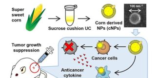 Nanopartículas basadas en el maíz para atacar las células cancerosas Los investigadores de TUS han desarrollado un nanopartículas comestibles a base de plantas que podrían ser la próxima terapia potente contra el cáncer