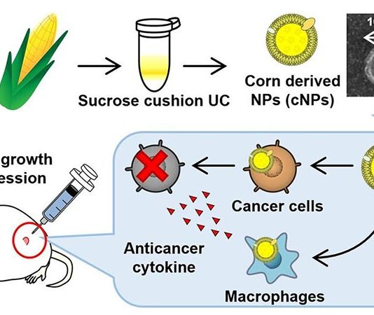 Nanopartículas basadas en el maíz para atacar las células cancerosas Los investigadores de TUS han desarrollado un nanopartículas comestibles a base de plantas que podrían ser la próxima terapia potente contra el cáncer