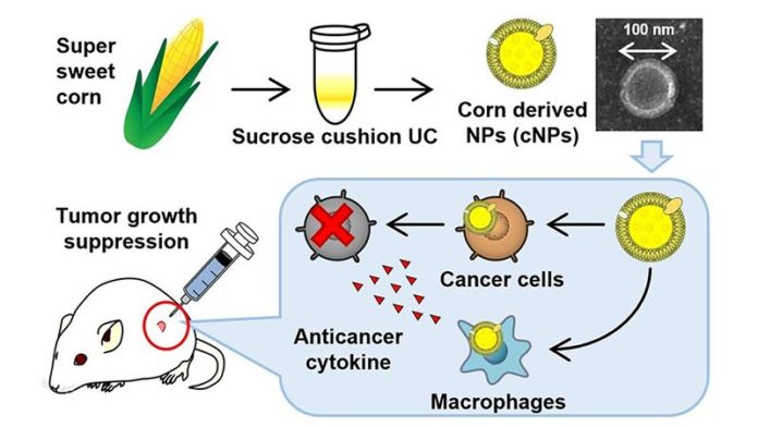 Los investigadores de TUS han desarrollado un nanopartículas comestibles a base de plantas que podrían ser la próxima terapia potente contra el cáncer Los investigadores de TUS han desarrollado un nanopartículas comestibles a base de plantas que podrían ser la próxima terapia potente contra el cáncer