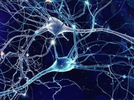 Descubren cómo las neuronas diferencian entre señales motoras y sensoriales Neuronas