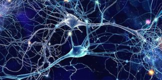 Nuevo modelo de ratón ofrece información sobre cómo el estrés en las neuronas se conecta con la enfermedad cardiovascular Neuronas