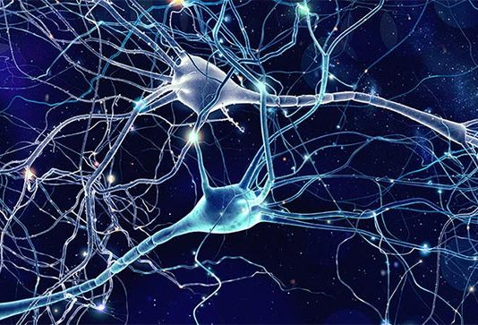 Descubren cómo las neuronas diferencian entre señales motoras y sensoriales Neuronas
