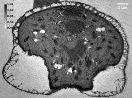 Estudio 3D de alta resolución del polen de pino: nanoespumas para sobrevivir a extinciones masivas Imagen de la reconstrucción de una muestra moderna de polen de pino a partir de mediciones de nanotomografía de rayos X