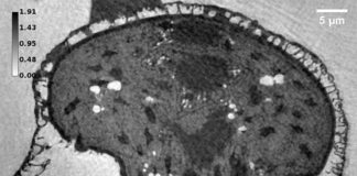 Estudio 3D de alta resolución del polen de pino: nanoespumas para sobrevivir a extinciones masivas Imagen de la reconstrucción de una muestra moderna de polen de pino a partir de mediciones de nanotomografía de rayos X