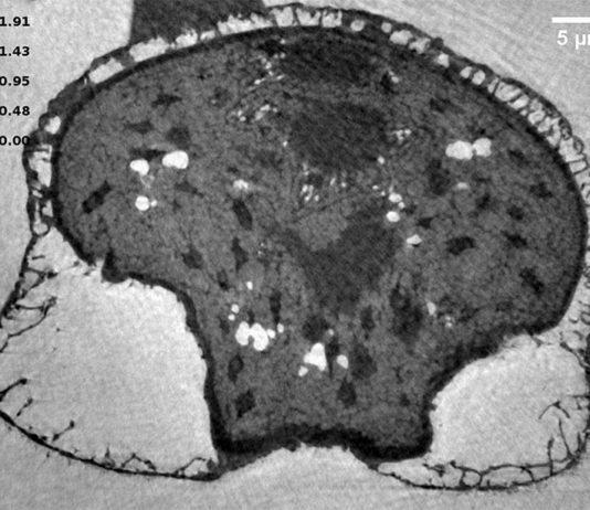 Estudio 3D de alta resolución del polen de pino: nanoespumas para sobrevivir a extinciones masivas Imagen de la reconstrucción de una muestra moderna de polen de pino a partir de mediciones de nanotomografía de rayos X