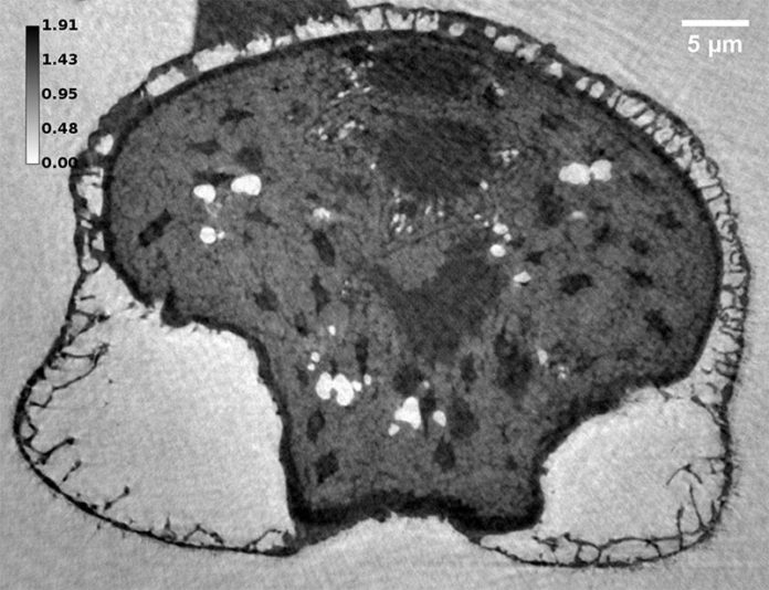 Imagen de la reconstrucción de una muestra moderna de polen de pino a partir de mediciones de nanotomografía de rayos X