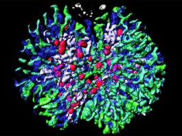 Tejido tridimensional complejo del riñón generado en el laboratorio desde cero Investigadores en Japón han generado un tejido 3D similar a un riñón, que consta de muchos tipos de estructuras específicas de riñón