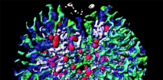 Tejido tridimensional complejo del riñón generado en el laboratorio desde cero Investigadores en Japón han generado un tejido 3D similar a un riñón, que consta de muchos tipos de estructuras específicas de riñón