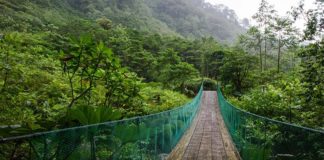 La Amazonía está perdiendo resiliencia: nueva evidencia del análisis de datos satelitales Amazonía