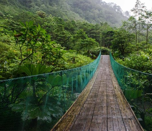 La Amazonía está perdiendo resiliencia: nueva evidencia del análisis de datos satelitales Amazonía