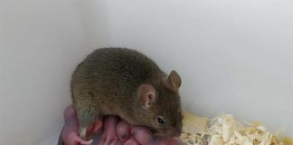 Descendencia viable derivada de ovocitos de mamíferos no fertilizados El ratón partenogenético y su descendencia. El ratón partenogenético se generó mediante la reescritura epigenética de los ovocitos, dirigida de múltiples regiones de control de impresión