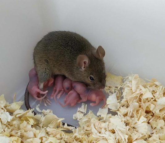 Descendencia viable derivada de ovocitos de mamíferos no fertilizados El ratón partenogenético y su descendencia. El ratón partenogenético se generó mediante la reescritura epigenética de los ovocitos, dirigida de múltiples regiones de control de impresión