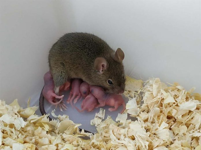 El ratón partenogenético y su descendencia. El ratón partenogenético se generó mediante la reescritura epigenética de los ovocitos, dirigida de múltiples regiones de control de impresión