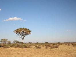 Aumentar la cubierta arbórea en las sabanas capturaría menos CO2 del previsto Una de las múltiples sabanas de la Tierra