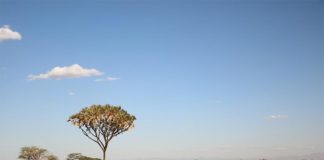 Aumentar la cubierta arbórea en las sabanas capturaría menos CO2 del previsto Una de las múltiples sabanas de la Tierra