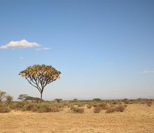 Aumentar la cubierta arbórea en las sabanas capturaría menos CO2 del previsto Una de las múltiples sabanas de la Tierra