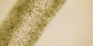 Investigadores descubren cómo imprimir células testiculares en 3D 12 días después de la impresión, el equipo descubrió que las células testiculares no sólo habían sobrevivido, sino que también habían madurado hasta convertirse en varias de las células especializadas involucradas en la producción de esperma